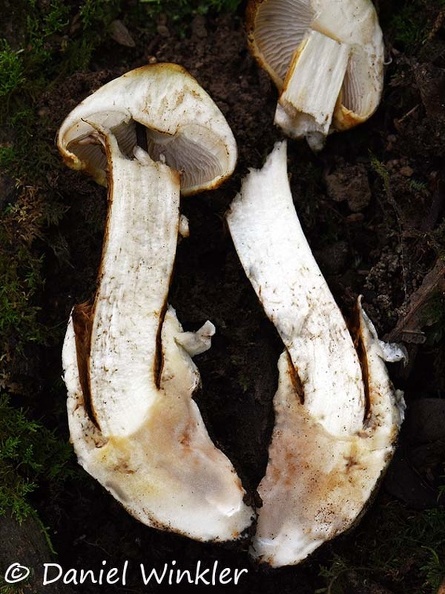 Squamanita transect DW Ms.jpg