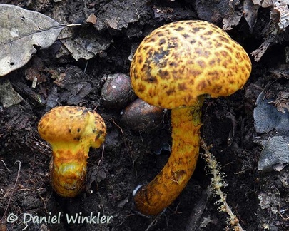 Strobilurus mirandus with yellowish cap