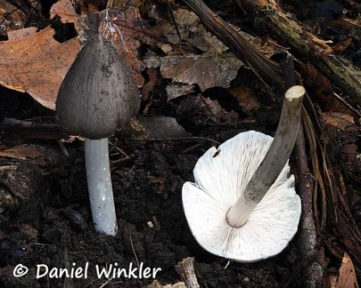 Termitomyces sp, maybe T. eurhizus found above Tingtibi, a choice edible