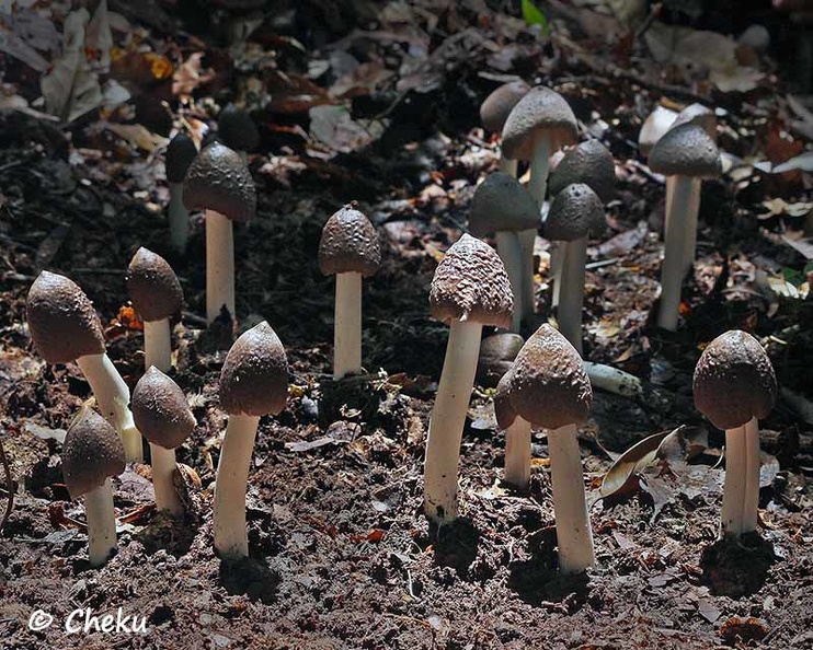 Termitomyces Bangmu patch Cheku Cr ed DW Ms.jpg