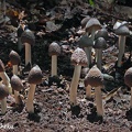Termitomyces sp. locally known as Bangmu. Photo: Cheku Cr ed DW Ms