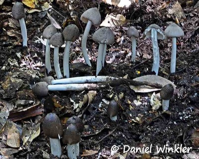 Termitomyces patch.  Though they grow on the wood rich underground excrement of termites, they are very tasty and popular