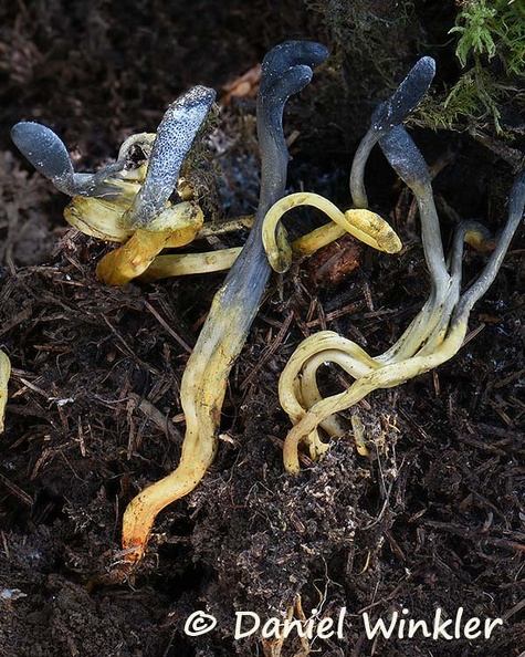 Tolypogladium ophioglossoides exposedDW Ms.jpg