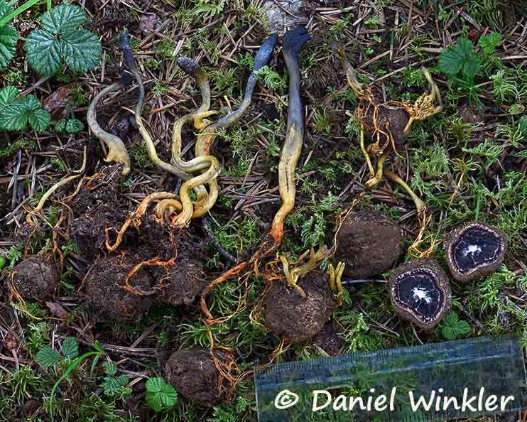 Tolypogladium ophioglossoides sliced scale DW Ms.jpg