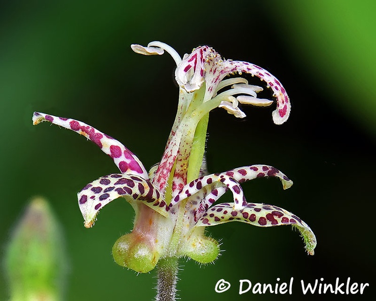 Tricyrtis Trongsa DW Ms.jpg