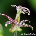 Tricyrtis, possibly Tricyrtis maculata, a toad lily seen near  Trongsa.