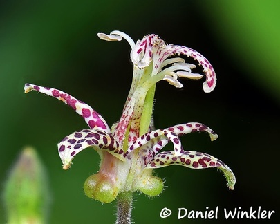 Tricyrtis, possibly Tricyrtis maculata, a toad lily seen near  Trongsa.