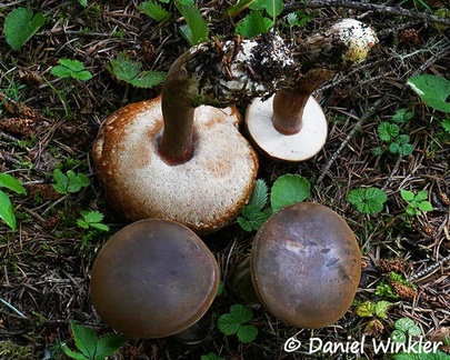 Xanthocomium? A bolete found in the oak forest near Jakar 2400m.