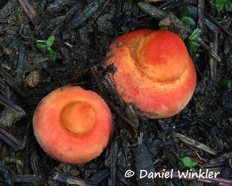 Amanita rubrovolvata budds DW Ms.jpg
