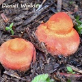 Amanita rubrovolvata just budding seen below Phadjoding