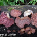 Auricularia wood ears locally eaten in Zhemgang