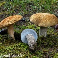 Boletus reticuloceps found near Tangsibi in spruce forest. So tatsy!