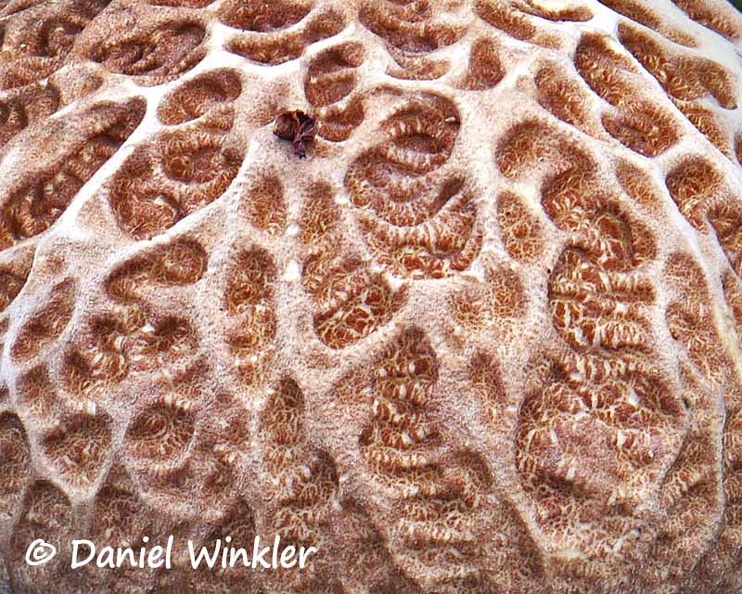 Boletus reticuloceps Ura Cap detail DW Ms.jpg