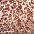Boletus reticuloceps cap showing the reticulated nature.