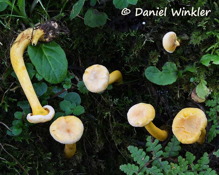 Cantharellus cibarius Q Disp PeluLa DW Ms.jpg