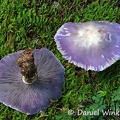 Clitocybe nuda aka Lepista nuda, the Blewitt, a choice edibe mushroom, Tangsibi, Bumthang