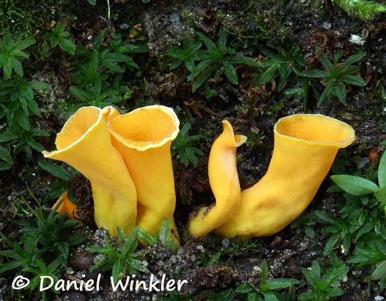 Craterellus aureus DW Ms.jpg