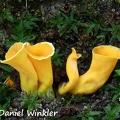 Beautiful Yellow trumpet - Craterellus aureus above Tingtibi, Zhemgang.