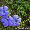 Cyananthus lobatus, Campnaulaceae growing near Phadjoding.