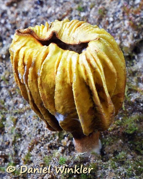 Deformed mushroom Trongsa Cr DW Ms.jpg