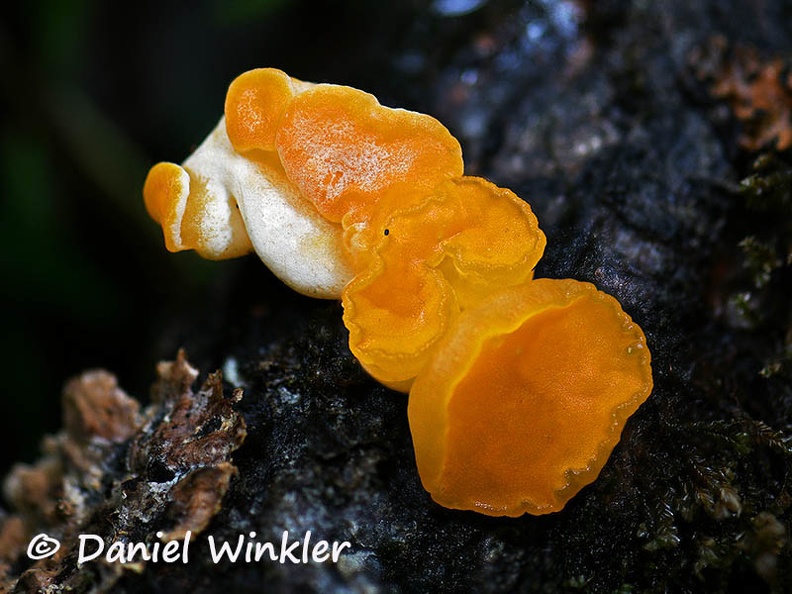 Ditiola pezizaeformis 3 HA DW Ms.jpg