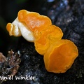 Ditiola jelly fungus