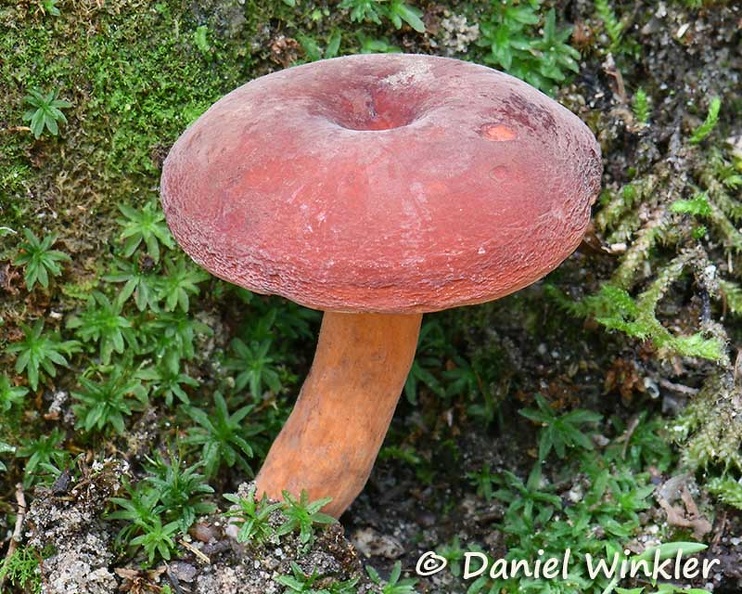 Lactarius volemus DW Ms.jpg