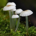 Hemimycena sp. 