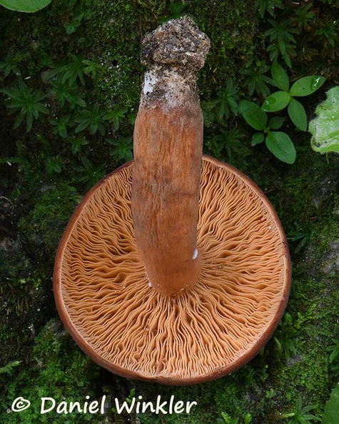 Lactarius volemus gills DW Ms.jpg