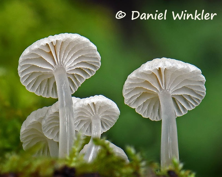 Hemimycena gills DW Ms.jpg