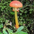 Amanita rubrovolvata Tingtibi DW Ms