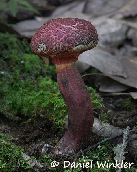 Boletellus emodensis Tingtibi DW Ms.jpg