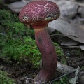 Boletellus emodensis found in oak forest above Tingtibi in 1300m.