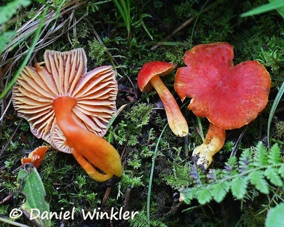Hygrocybe sp. seen in Thowadra