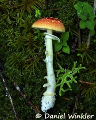 Amanita sp. 