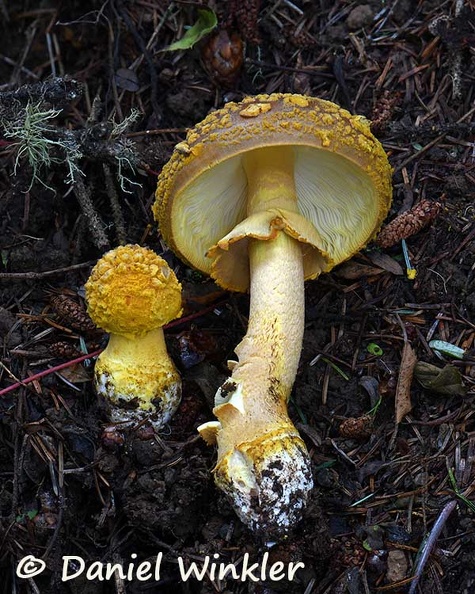 Amanita aff augustus Disp Tangsibi HA DW Ms.jpg