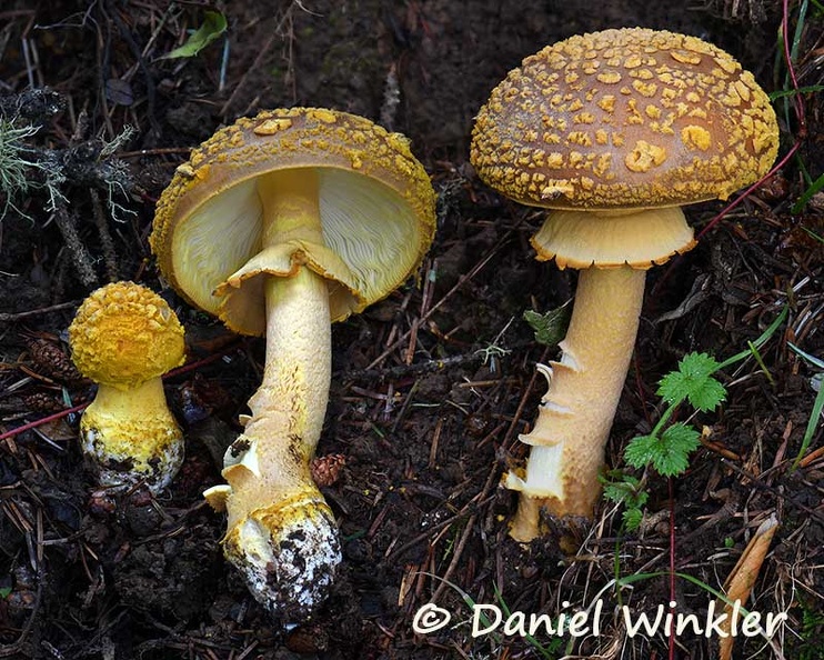 Amanita aff augustus Tangsibi Disp HA Dw Ms.jpg