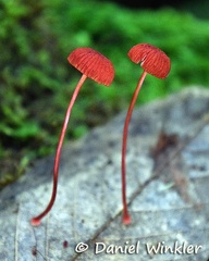 red Cruentomycena sp. growing on leaf in Tingtibi