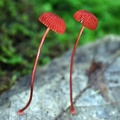 red Cruentomycena sp. growing on leaf in Tingtibi