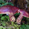 Bolerus karmesinus, now probably Butyriboletus or Exsidoporus karmesinus. Seen below Chele La.