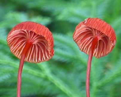 Cruentomycena seen in Tingtibi