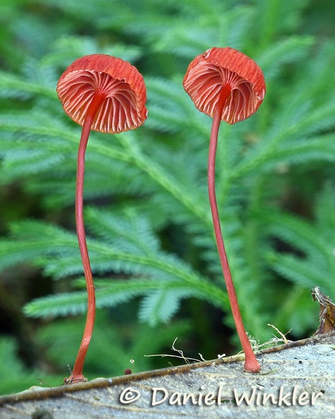 Mycena red Gills Tingtibi DW Ms.jpg