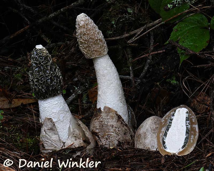 Phallus 3 egg sliced Bhutan DW Ms.jpg