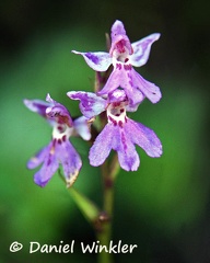Ponerorchis chusua orchid, Phadjoding