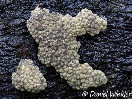 Fungus imperfectus et incognitus or rather an unknown anamorph seen Pauna 