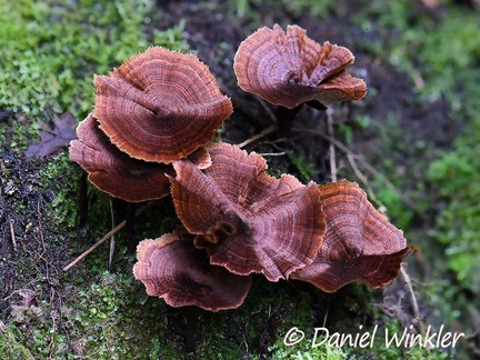 Coltricia sp., which is an oak associated ectomycorrhizal seen in Pauna 