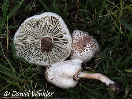 The very toxic and wide spread Green-spored Parasol Chlorophyllum molybdites growing in the meadow in Los Santos.