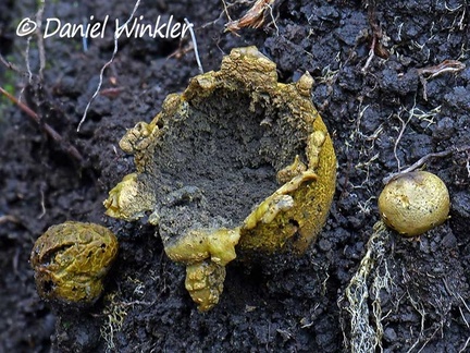 An Earthball, Scleroderma citrinum?, is an ectmycorrhizal  fungus seen in Pauna Pauna DW Ms