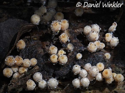 Coprinellus disseminatus with water drops in Los Santos