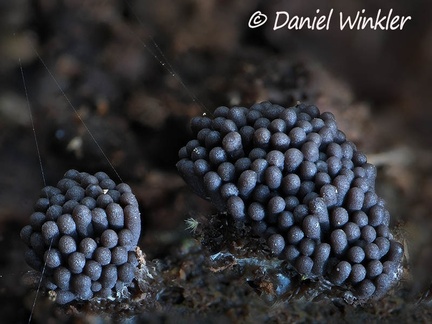 Slime mold shortly before breaking open to spill its spores. Los Santos Coffee farm.                                        gray LosSantos DW Ms